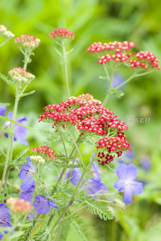 蓍草花(Achillea millefolium) - I